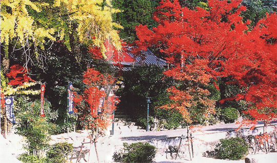 四季折々に包まれる地蔵院。みごとな紅葉と銀杏の秋、九年庵の園庭が公開される同時期に、本尊千手千眼観音菩薩の特別御開帳